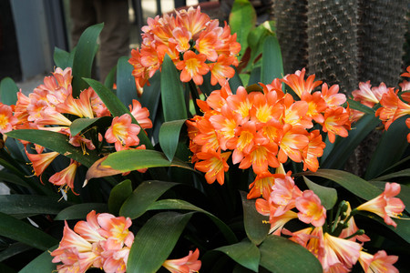Photo of brightly orange tropical flowers in a pot.