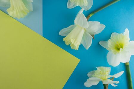 Bouquet of narcissus. Spring flowers. Blue and yellow backgroundの写真素材