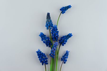 Bouquet of blue Muscari. Spring flowers. White backgroundの写真素材
