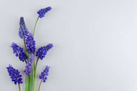 Bouquet of blue Muscari. Spring flowers. White backgroundの写真素材