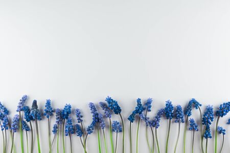 Bouquet of blue Muscari. Spring flowers. White background.の写真素材
