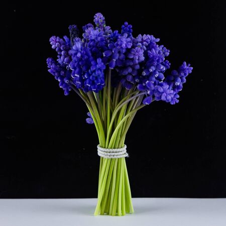 Bouquet of blue Muscari. Spring flowers. Black and white background.の写真素材