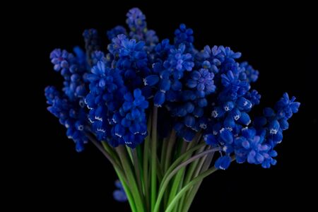 Bouquet of blue Muscari. Spring flowers. Black background.の写真素材