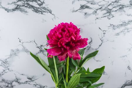 Burgundy peony on a marble background. Photo backgroundの写真素材