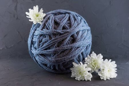 Cozy photo background of large wool yarn with white chrysanthemums. Dark background.