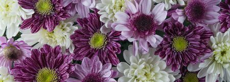 Photo background of white and purple chrysanthemums. Macro photo flowers.