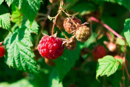 Ripe red raspberry berry on the Bush. Wild raspberries. Sweet berry.