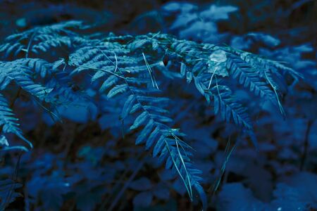 Fern leaf closeup in the forest. Closeup with blurred Classic Blue backgroundの写真素材