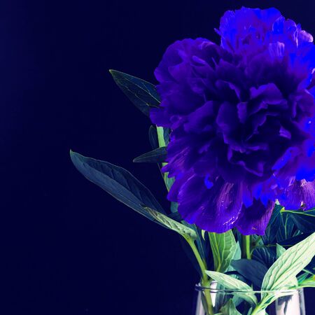 Close up Classic Blue peony in a glass vase on a dark background.の写真素材