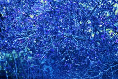 The blossoming tree branch in the spring. Classic Blueの写真素材
