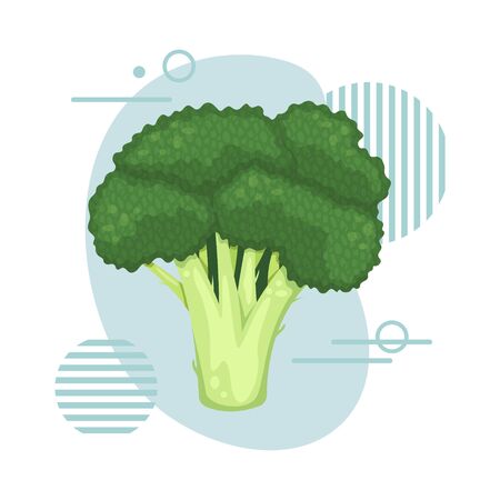 Green broccoli inflorescence. Healthy food, vegetarianism. Isolated flat vector illustration.のイラスト素材