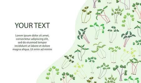 Vector illustration of microgreens with a place for text. Healthy young seedlings. Healthy eco-friendly food.のイラスト素材