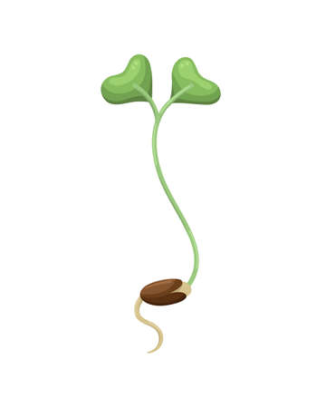 Vector illustration of microgreens ready for eating. Healthy young seedlingsのイラスト素材