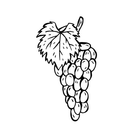 Vector hand-drawn illustration of a product for Italian cuisine. grapesのイラスト素材