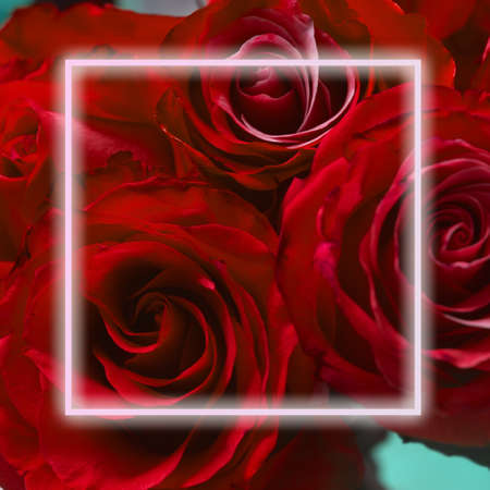 scarlet red roses with a graphic frame, background for women's day, birthday, holiday, postcard, soft focute, toning. High quality photoの写真素材
