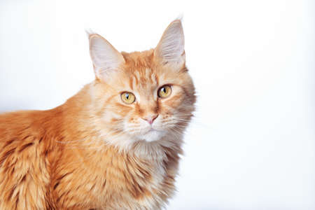Portrait of cute domestic red Main Coon cat close-up.Beautiful kitten sits and looks at camera. Isolated on white background. Copy spaceの写真素材