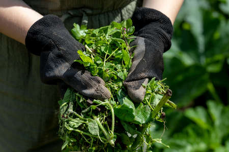 farmer in gloves holds weeds in his hands after weeding the beds in the vegetable garden