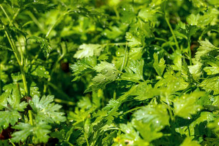 background of green parsley close-up in vegetable garden