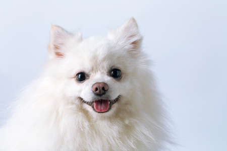 portrait of a beautiful cute white Spitz dog with tongue on a light background with copy spaceの写真素材