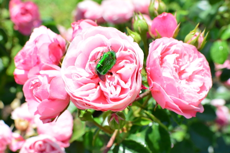 Big green cockchafer on a rose bush in a garden during a sunny spring dayの写真素材