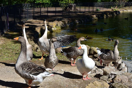 Several geese squawking near the pond of Villa Borghese park in Romeの写真素材