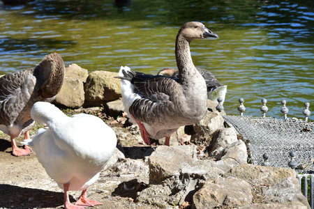 Several geese squawking near the pond of Villa Borghese park in Romeの写真素材