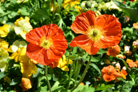 Filed of bright and vivid orange alpine poppiesの写真素材