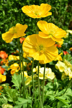 Filed of bright and vivid yellow alpine poppiesの写真素材