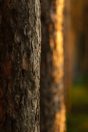 Pine forest with the last sun through the trees. Fresh air for health.の写真素材