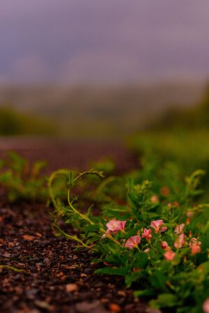 Roadside grass in rainy weather. Gray sky, forest and fog.の写真素材