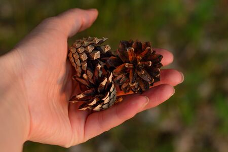 Pine forest with the last sun through the trees. Fresh air for health. Pine cones in hand