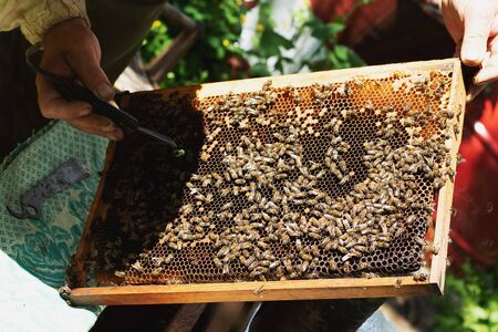 A beekeeper inspects the frame at the apiary. Beehives with bees. Honey harvest timeの写真素材