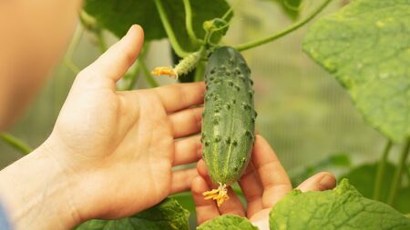 Growing cucumbers and harvesting. Organic production. Ecological products.の写真素材
