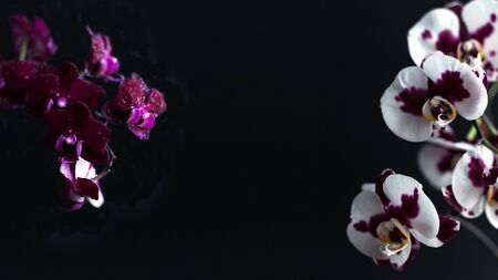 Two flowering branches of a beautiful orchid on a black background. Large white flowers with purple spots and lilac phalaenopsis with small inflorescences. Minimalistic design and copy space.の写真素材
