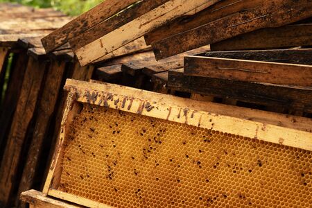 Wooden honeycomb frames without honey lie in large numbers on the ground. Propolis on the framework. Bee diseases.の写真素材