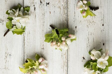 Apple blossom on a wooden white background in the form of a pattern. Copy space and horizontal...