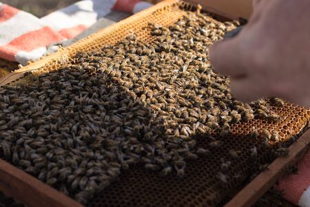 A beekeeper inspects the frame at the apiary. Beehives with bees. Honey harvest time