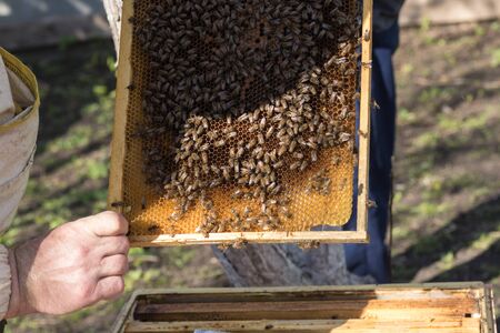 A beekeeper inspects the frame at the apiary. Beehives with bees. Honey harvest time