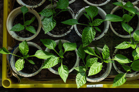 Green seedlings in plastic disposable cups. Plastic reuse concept, recycling and upcycling. Healthy...