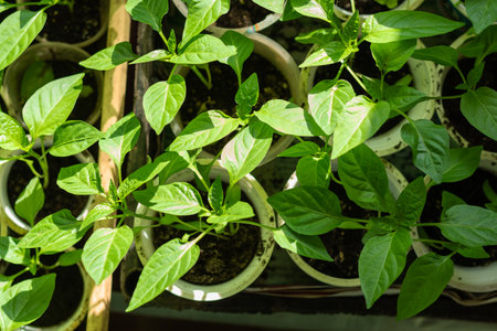 Green seedlings in plastic disposable cups. Plastic reuse concept, recycling and upcycling. Healthy...