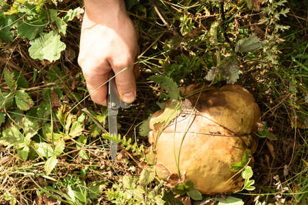 Picking mushrooms in the forest. The mushroom picker is going to cut the mushroom with a knife. Wild forest, soft focusの写真素材