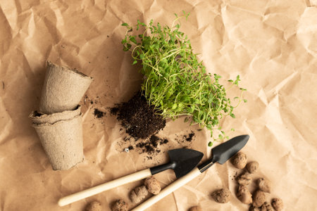 Planting or replanting plantings in the garden or at home. Seedlings of green thyme in the tubers of the earth lie on kraft paper of natural color, top view. Selective focusの写真素材