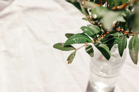 A branch of greenery in a glass vase on a crumpled white cloth. Sunshine, hard shadow. Floral, interior, nature conceptの写真素材