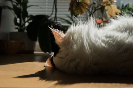 A domestic white cat lies by the window among the bitter plants. Bright daylight sunshineの写真素材