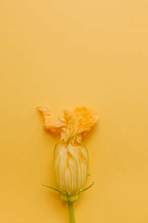 Zucchini flower lies on a yellow background