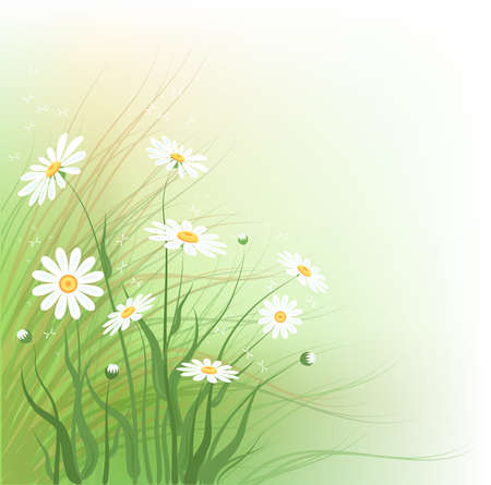 Decorative floral background with wild chamomiles. のイラスト素材