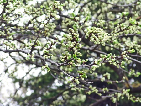 Spring background with apple tree branches in blossom.           の写真素材
