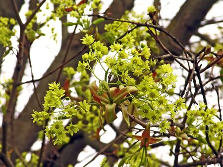 Spring background with maple blossom.      の写真素材