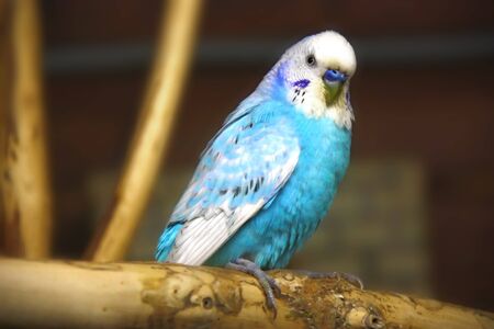 Bright blue budgerigar on wooden branch. の写真素材