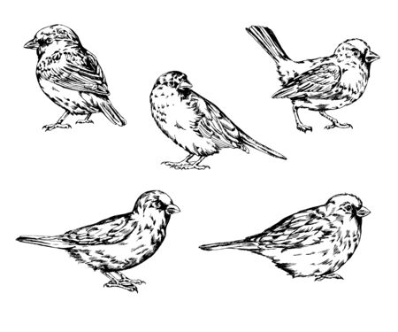 Hand drawn realistic sparrow birds vector set.のイラスト素材